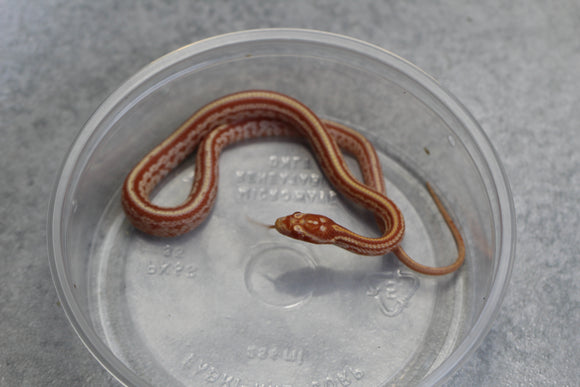 MAIZERA AMEL TESSERA MACHO ID : 142