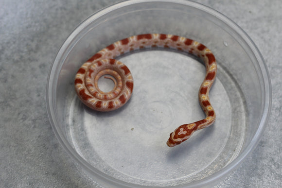 MAIZERA AMEL MACHO ID : 145