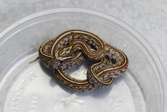 MAIZERA TESSERA OKETEE MACHO ID : 147