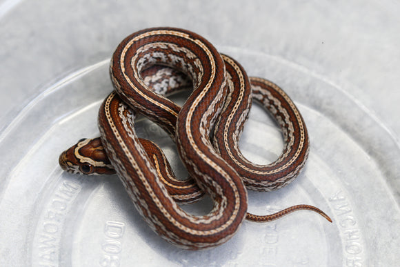 MAIZERA TESSERA OKETEE HEMBRA ID : 149