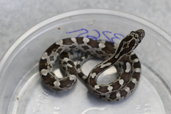 MAIZERA BLACK MACHO ID : 150