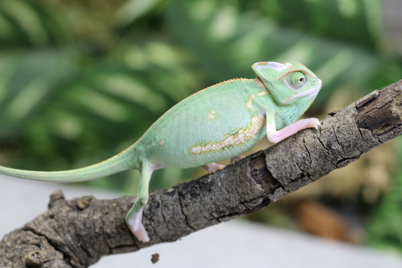 CAMALEON VELO LOW WHITE PIED 12-14 CM