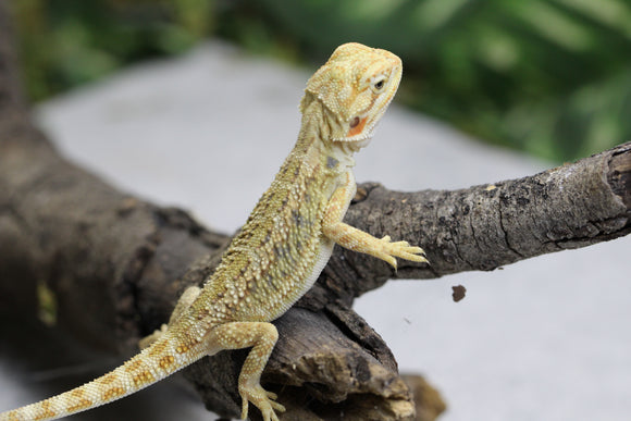 YELLOW HYPO CITRUS SIN SEXAR  ID : 7