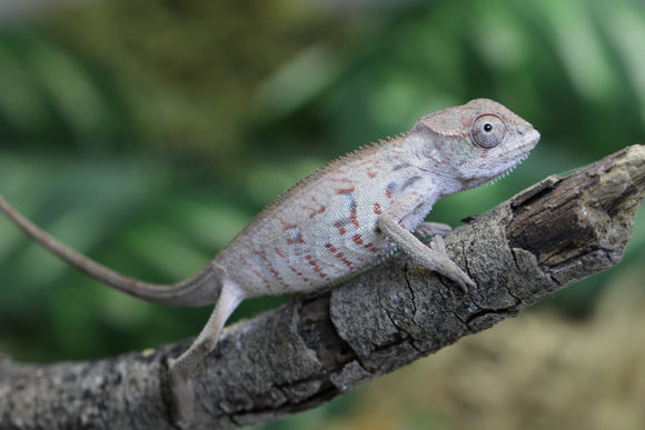 CAMALEON PANTERA AMBILOBE MACHO