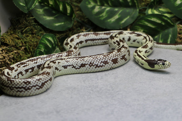 REY HYPO HIGH WHITE MACHO ADULTO ID : 250