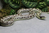 REY HYPO HIGH WHITE MACHO ADULTO ID : 250