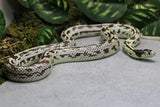 REY HYPO HIGH WHITE MACHO ADULTO ID : 250