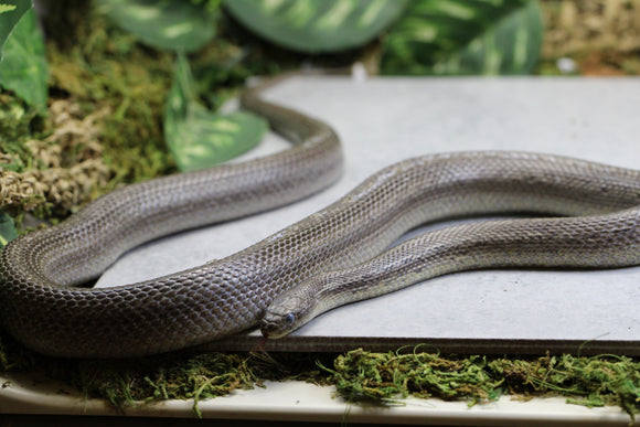 MAIZERA BLACK TESSERA MACHO REPRODUCTOR