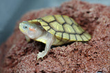 TORTUGA DE OREJAS ROJAS HYPO ALBINO CRIA ( HYBINO)