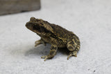 SAPO DE LA CAÑA JUVENIL ( BUFO MARINUS)