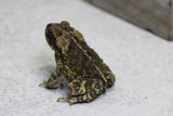 SAPO DE LA CAÑA JUVENIL ( BUFO MARINUS)