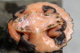 TORTUGA PINK BELLY MORDEDORA