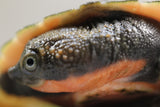 TORTUGA PINK BELLY MORDEDORA