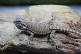 DRAGON BARBUDO 12-15 CM