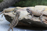 DRAGON BARBUDO 12-15 CM