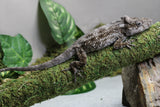 FALSO CAMALEON CUBANO ( ANOLIS BARBATUS) HEMBRA ADULTA