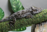 FALSO CAMALEON CUBANO ( ANOLIS BARBATUS) HEMBRA ADULTA