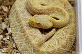 CASCABEL DEL ESTE  ( CROTALUS ADAMANTEUS) ALBINO MACHO ID : 9-1