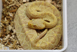 CASCABEL DEL ESTE  ( CROTALUS ADAMANTEUS) ALBINO MACHO ID : 9-1