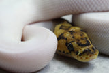 CLOWN PIED HEMBRA  ID: 3-6