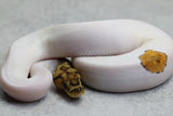 CLOWN PIED HEMBRA  ID: 3-6