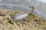 ESCORPION DE ARIZONA BEBES ( HADRURUS ARIZONENSIS)