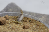 ESCORPION DE ARIZONA BEBES ( HADRURUS ARIZONENSIS)