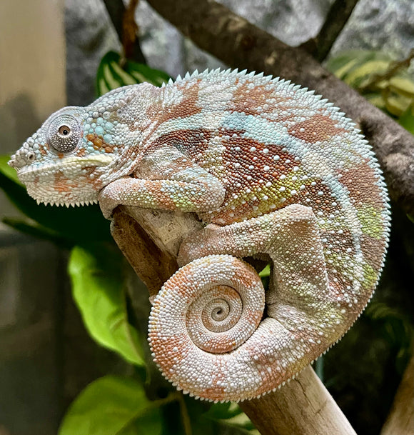 CAMALEON PANTERA NOSEY BORAHA MACHO JUVENIL  ID : 1