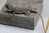 DRAGON BARBUDO RED MONSTER 10-12 CM ID : 2