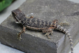 DRAGON BARBUDO RED MONSTER 10-12 CM ID : 2
