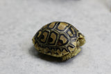 TORTUGA LEOPARDO ID : 1