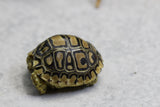 TORTUGA LEOPARDO ID : 1