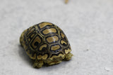 TORTUGA LEOPARDO ID : 1