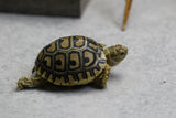 TORTUGA LEOPARDO ID : 2