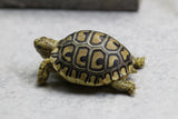 TORTUGA LEOPARDO ID : 2