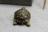 TORTUGA LEOPARDO ID : 2