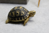 TORTUGA LEOPARDO ID : 3
