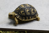 TORTUGA LEOPARDO ID : 3