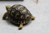 TORTUGA LEOPARDO ID : 3