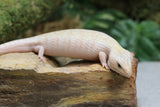 SKINK LENGUA AZUL IVORY CHICO