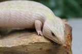 SKINK LENGUA AZUL IVORY CHICO