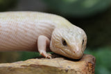 SKINK LENGUA AZUL IVORY CHICO