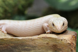 SKINK LENGUA AZUL IVORY CHICO