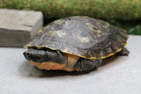 TORTUGA PINK BELLY MORDEDORA ADULTO