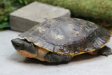 TORTUGA PINK BELLY MORDEDORA ADULTO