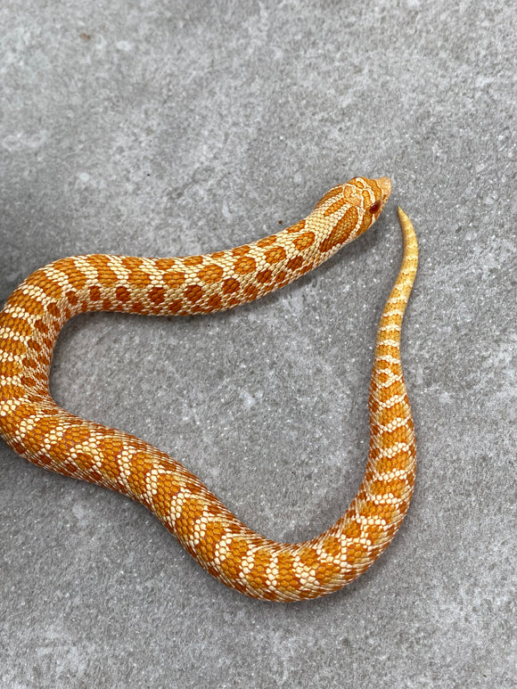 HOGGNOSE ALBINO MACHO ID : DD-13-11