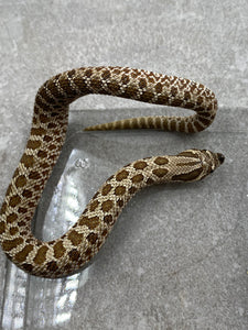 HOGGNOSE HET ALBINO MACHO ID : DD-13-21