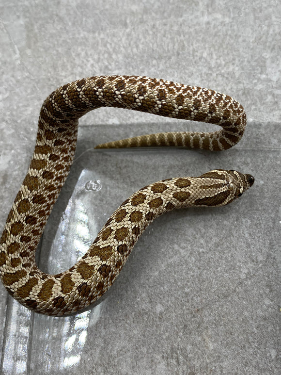 HOGGNOSE HET ALBINO MACHO ID : DD-13-21