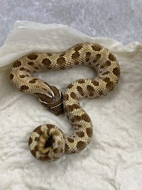 HOGGNOSE CONDA DOBLE HET SNOW ID : DD-37-9