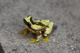 RANA AMARILLA